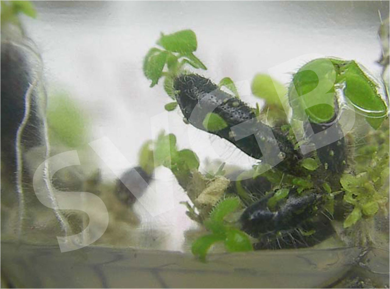 in vitro